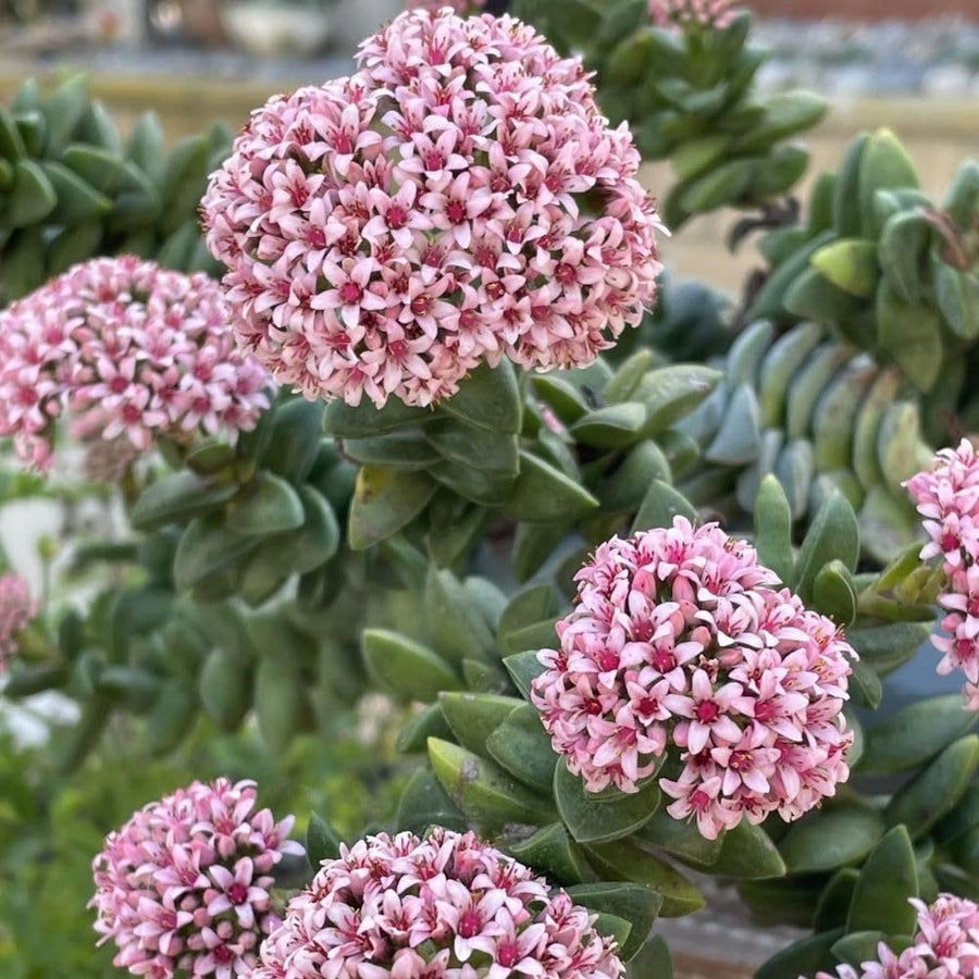 Crassula Spring Live Plant, 2 Inch Pot, Compact Crassula Succulent Live Plant Full Rooted