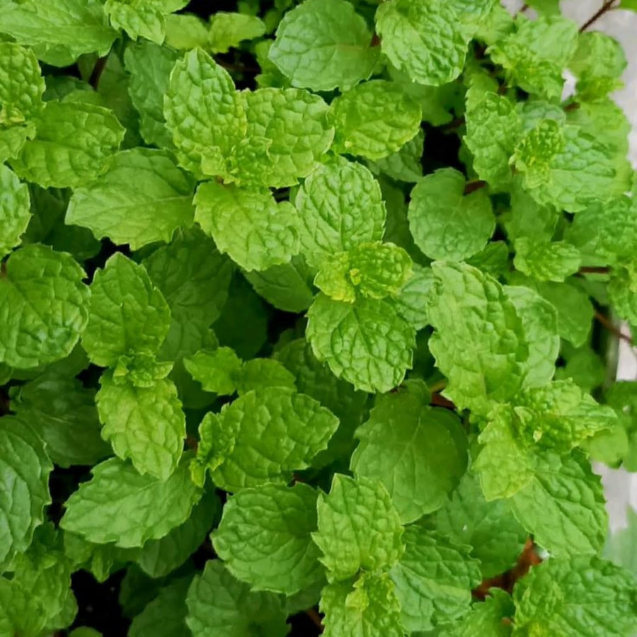 Fragrant Mint Plant Live, 4-6 Inches, Culinary Mint Herb for Indoor Outdoor Gardens (Peppermint)