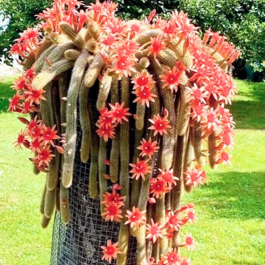 Trailing Monkey Tail Cactus Live Succulent, 10-15” Tall Rare Cactus Plant for Hanging Basket or Garden, No Pot Included