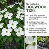 White Dogwood Tree Live Plant in Quart Pot, Flowering Dogwood Tree for Outdoor Garden, Ornamental Tree for Landscape, Yard or Garden Planting