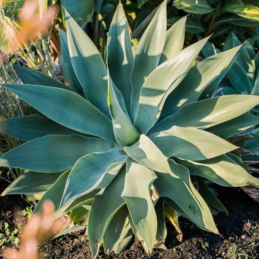 Green Agave Succulent Plant Live, 6-10” Tall, in 4” Pot, Low Maintenance Agave Plant Live