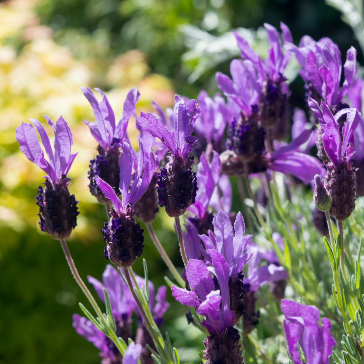 Lavender Live Plant 4″ Pot, Fragrant Purple Blooms, Outdoor and Container Growing, Zones 8–11 (Fragrant Purple)