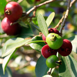 Guava Tree Live Plant, Red Guava Plant Live for Planting, 8 to 12 Long, Half Gallon Pot