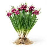 Set 5 Egyptian Walking Onion Plants, 2 Year Old Live Perennial Vegetable