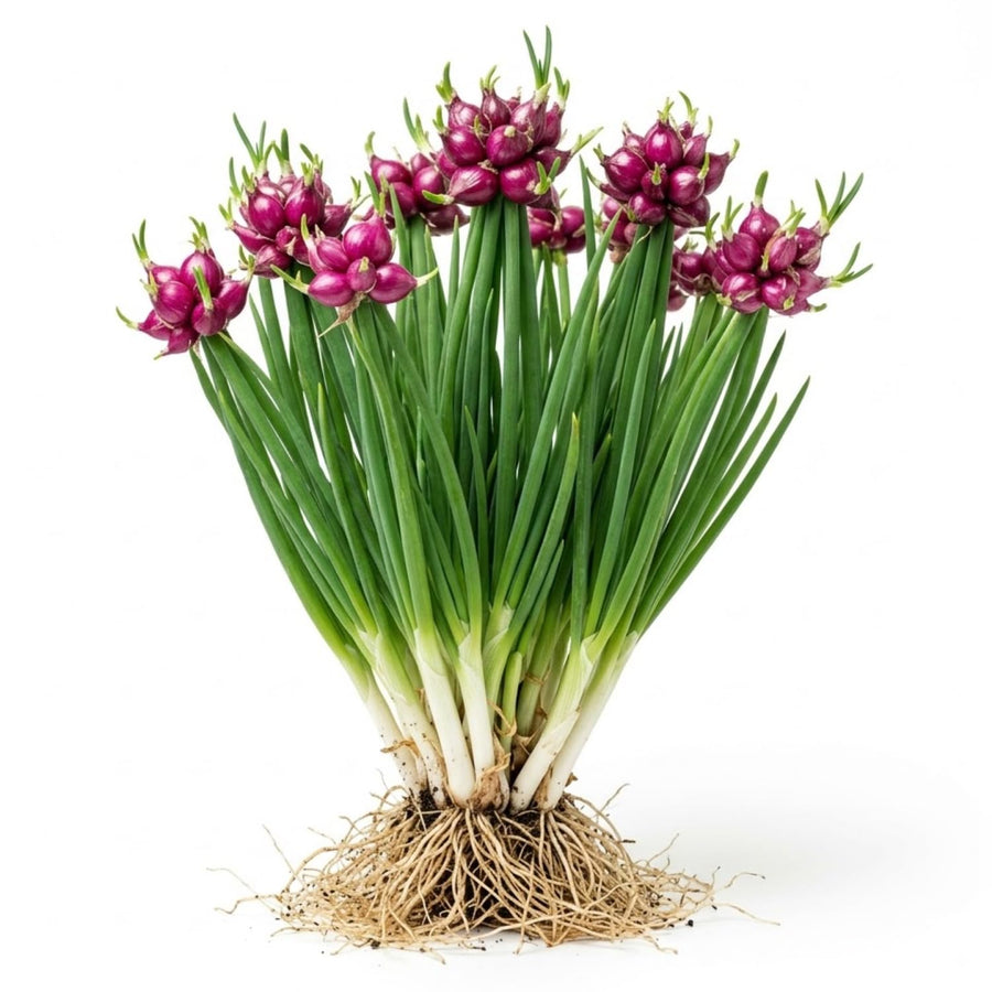 Set 5 Egyptian Walking Onion Plants, 2 Year Old Live Perennial Vegetable