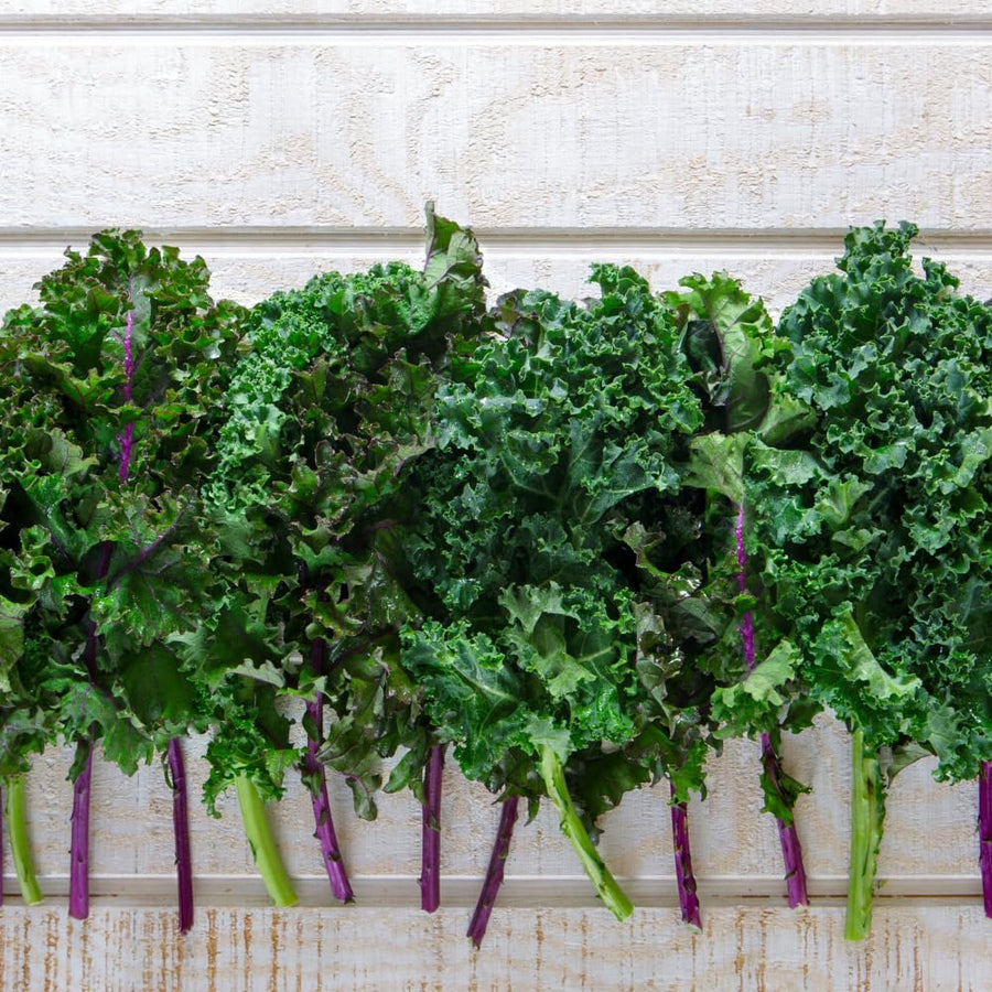 Kale Plant Live, Vegetable Live Plant, Kale Live Plant Pot, 4 Inc Potted