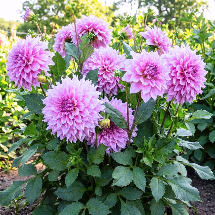 Dahlia Clump for Planting, Lavender Dahlia Flower for Summer Blooms, Large and Vibrant Flowers, Suited for Zones 8 to 11
