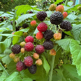 Thornless BlackBerry Plants Cuttings, Well Rooted Cutting 4 Inches Tall, Sweet Berries and High Yield for Edible Garden, Ready for Planting