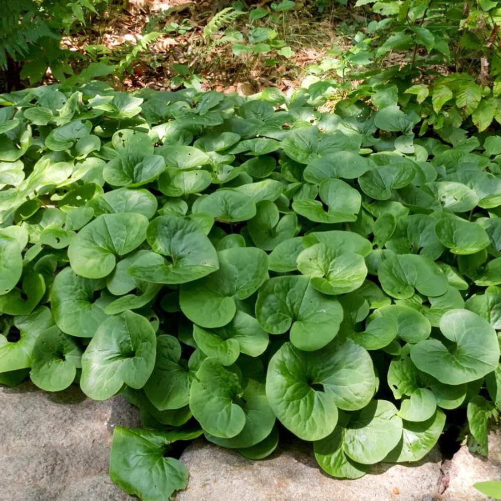 Pack 5 Wild Ginger Plants Live Bareroots, Ginger Live Plants, Ornamental Ginger Flowers
