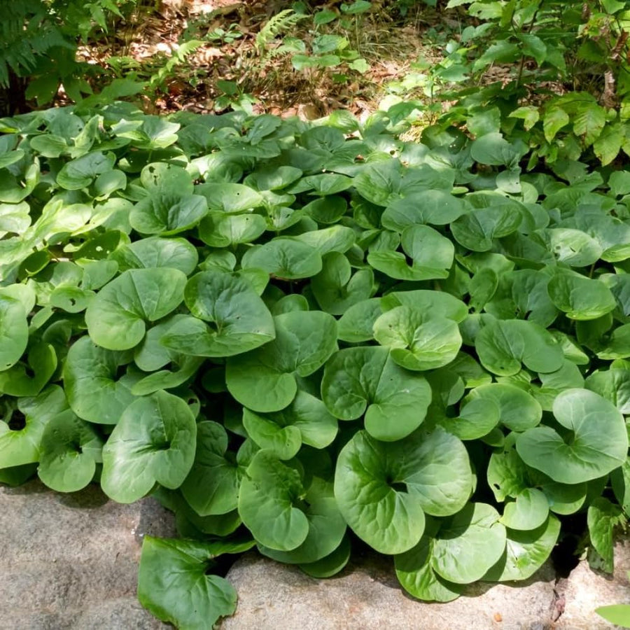 Pack 5 Wild Ginger Plants Live Bareroots, Ginger Live Plants, Ornamental Ginger Flowers