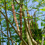 Moringa Tree Live Plant, 6-8 Inches Tall, Well-Rooted Moringa Oleifera Seedling, Fast-Growing Tropical Tree
