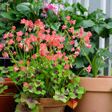 Oxalis Plant Live, Shamrock Spring Flower, 4 Inc Pot, Ornamental Oxalis Plant Live for Indoor Outdoor Garden, 4-8'' Tall (Dark Pink)