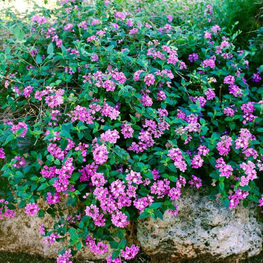 Set 3 Lantana Plants Live for Planting, 6-9 Inch Height, Ornamental Lantana Live Plants Ready to Grow (Yellow Gold Lantana)