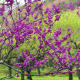 Eastern Redbud Trees Plant Live, Dormant 6 to 12 Inc Tall, American Red Bud Trees Live Plants Bare Roots for Planting Outdoor