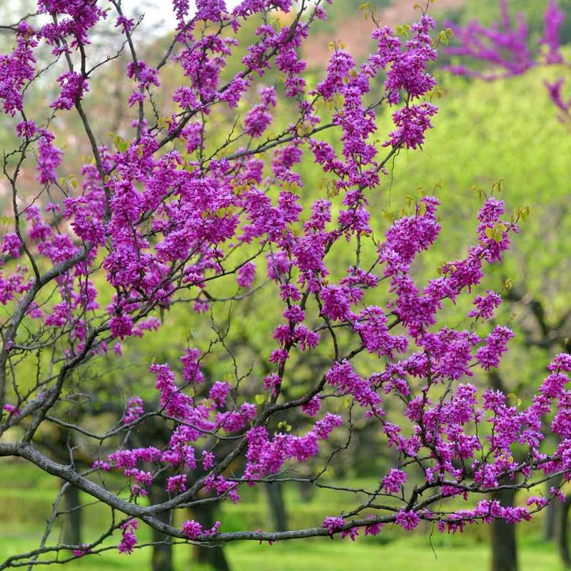 Eastern Redbud Trees Plant Live, Dormant 6 to 12 Inc Tall, American Red Bud Trees Live Plants Bare Roots for Planting Outdoor