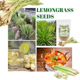 Pack 800 Lemongrass Seeds for Indoor or Outdoor Growing, Fragrant Culinary Seeds for Planting