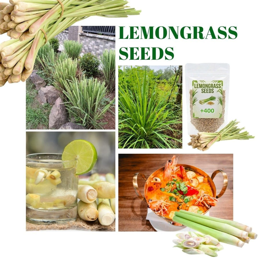 Pack 800 Lemongrass Seeds for Indoor or Outdoor Growing, Fragrant Culinary Seeds for Planting