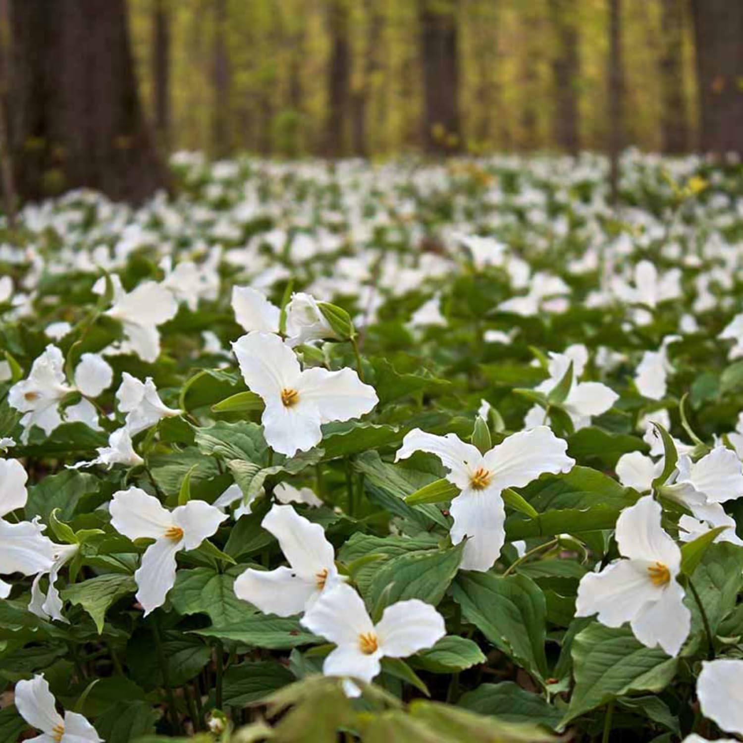 20 White Trillium Bulbs, Trillium Bulbs for Garden, Large Bulbs, Trillium Bulbs Bulk for Garden, Trillium Flower Bulbs, Easy to Plant