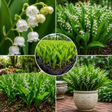 Set 10 Lily of the Valley Roots, Lily of the Valley Bulbs, Sweetly Fragrant White Flowers, Easy Grow for Garden Bed and Borders