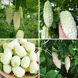 White Bittermelon Plant Live 6-8 Inches Tall in 4" Pot, Live Bittermelon Plants for Growing Outdoor Garden