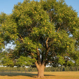 2 Pecan Plant Live Bare Roots, Pecan Tree Seedling from 8 Inc Tall for Backyard Orchard
