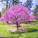 Eastern Redbud Tree Live Plants Seedling Dormant, 8 to 12 Inches Tall Red Bud Trees Live Plants, Redbud Tree for Planting, Bud Break