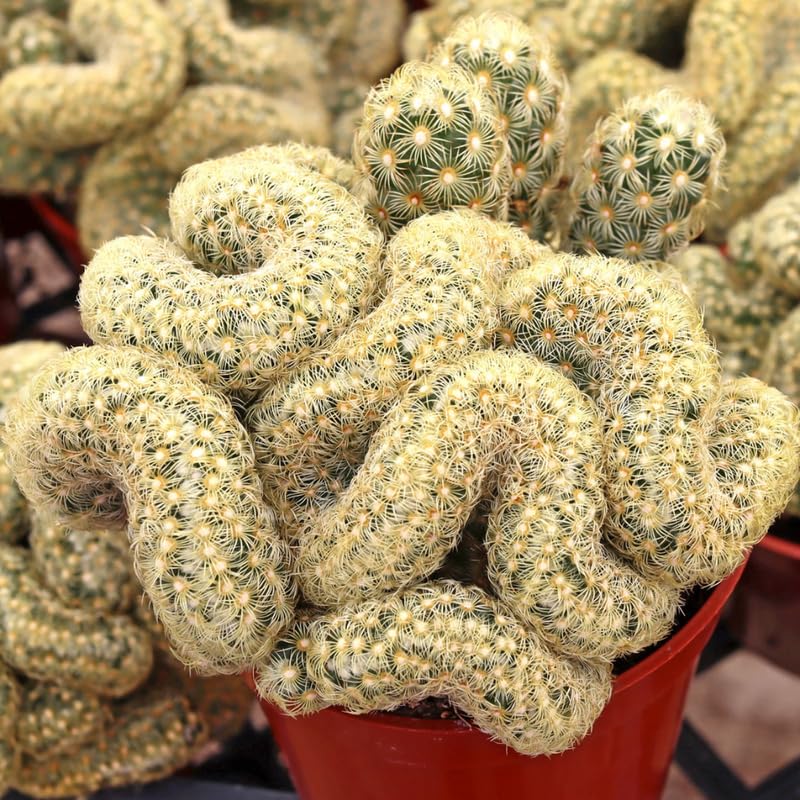 Golden Cactus Live Plant in 4" Pot, Rare Cactus Succulent for Home Décor, Indoor Outdoor Growing