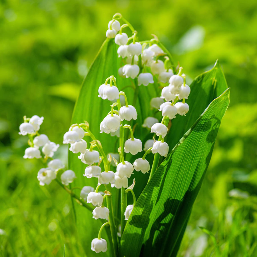 5 Lily of the Valley Roots, Fragrant White Lily Flower Rhizomes, Perennial Spring Flowers