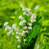 10 Lily of The Valley Roots, Cold Hardy Perennial White Lilies Bulbs for Garden,Spring Planting