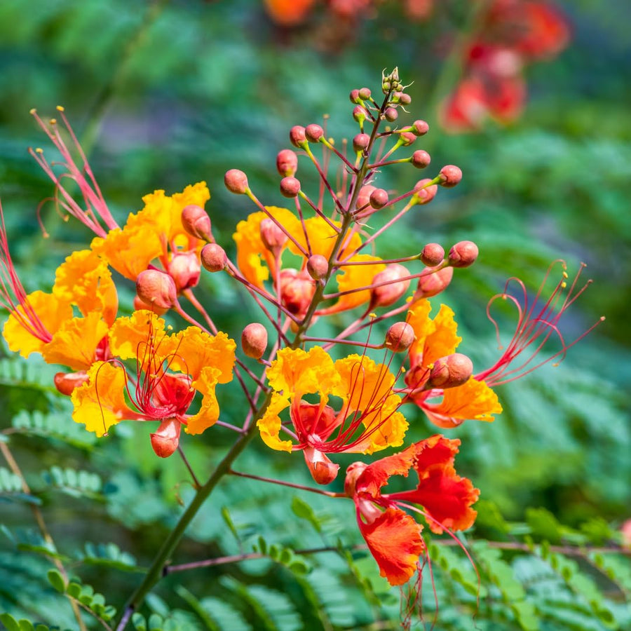 Red Orange Mexican Bird of Paradise Plant Live in Pot, 6-10" in Tall Well-Rooted Seedling for Outdoor Growing, Peacock Plant