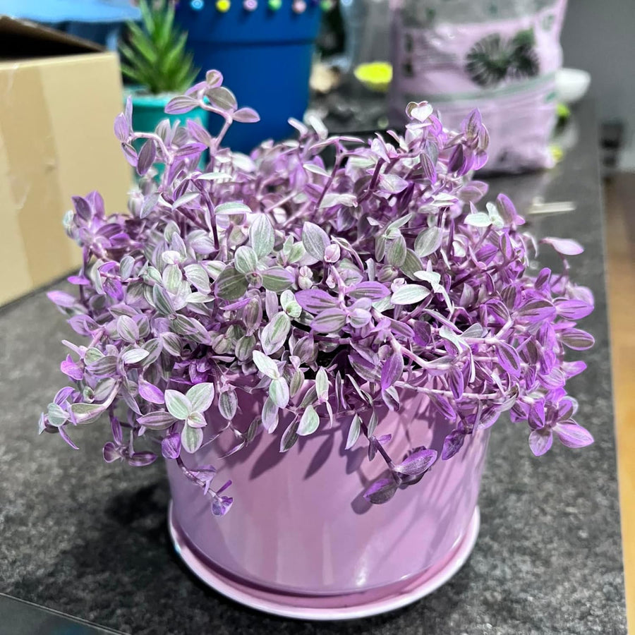 2 Pink Turtle Callisia Repens Live Plants, Creeping Tradescantia Callisia Repens Succulent Plants, Pink Lady Vine Trailing Indoor Houseplant in 2" Pot