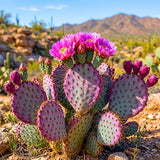 50 Purple Prickly Pear Seeds, Prickly Pear Cactus Seeds, Drought Tolerant Plant for Outdoor Growing