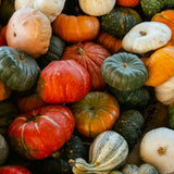 50 Mix Gourd Seeds for Planting, Large and Small, Vegetable Plants Seeds Gardening Outdoor