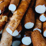 Set 5 Cassava Yuca Plants Cuttings, Sweet Yuca Plants Live, 6 to 8 Inc Tall, Sweet Manihot Root Unrooted