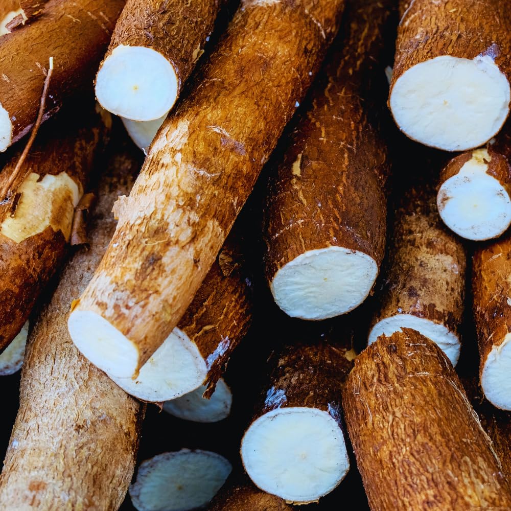 Set 5 Cassava Yuca Plants Cuttings, Sweet Yuca Plants Live, 6 to 8 Inc Tall, Sweet Manihot Root Unrooted