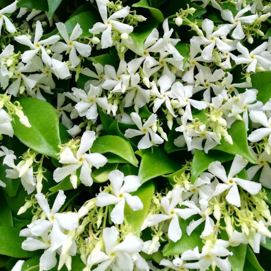 Jasmine Plant, Live Fragrant Jasmine Flower Plants 4'' Pot, Jasmines Well Rooted for Indoor Outdoor Garden (Star Jasmine Flower)