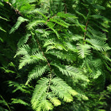 Dawn Redwood Live Plant in Quart Pot, 6-12" Tall Live Redwood Plants for Outdoor Garden