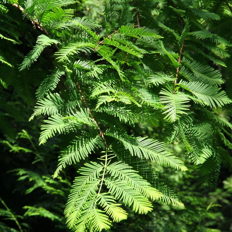 Dawn Redwood Live Plant in Quart Pot, 6-12" Tall Live Redwood Plants for Outdoor Garden