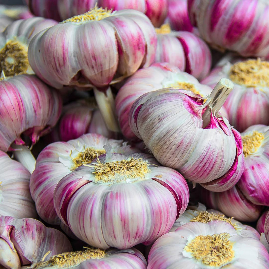 1 LB Jumbo Size Purple Garlic for Planting in Spring, Softneck Hardneck Garlic Bulbs for Planting, Fresh and High Yield, Cold Hardy, Fast-growing, 5-6 Bulbs Garlic