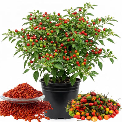 Set of 2 Chiltepin Pepper Plants Live in Pot, Hot Bird Peppers Plants, 100 Days Old, 6 to 10 Inches Tall