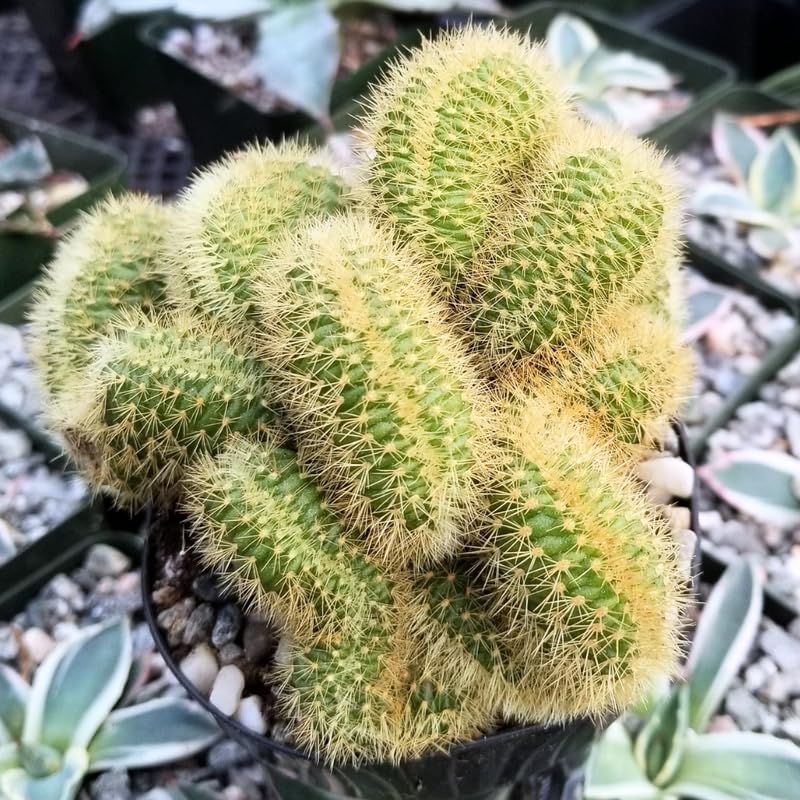 Golden Cactus Live Plant in 4" Pot, Rare Cactus Succulent for Home Décor, Indoor Outdoor Growing