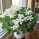 Green Shamrock Plant Live, Starter Oxalis Plant in 4" Pot, Easy Care Ornamental Houseplant for Patio, Container and Home Gardening