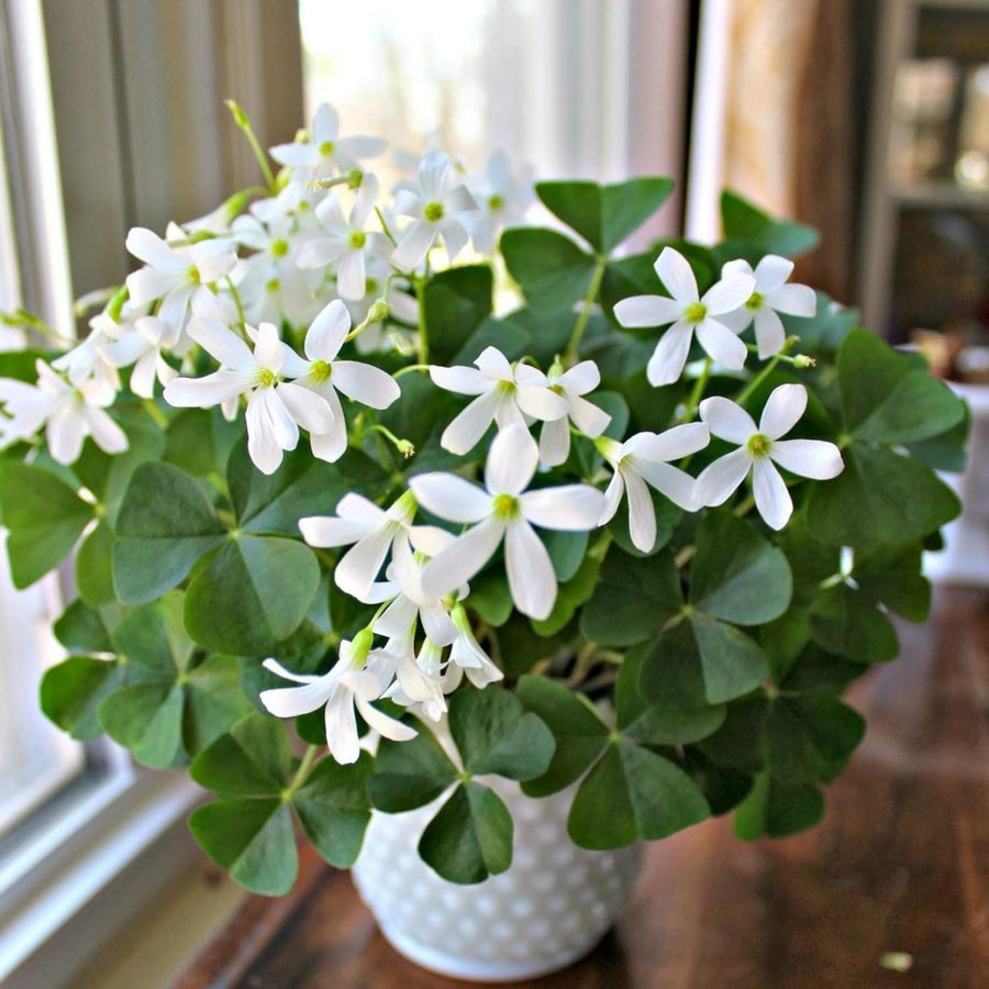 Green Shamrock Plant Live, Starter Oxalis Plant in 4" Pot, Easy Care Ornamental Houseplant for Patio, Container and Home Gardening