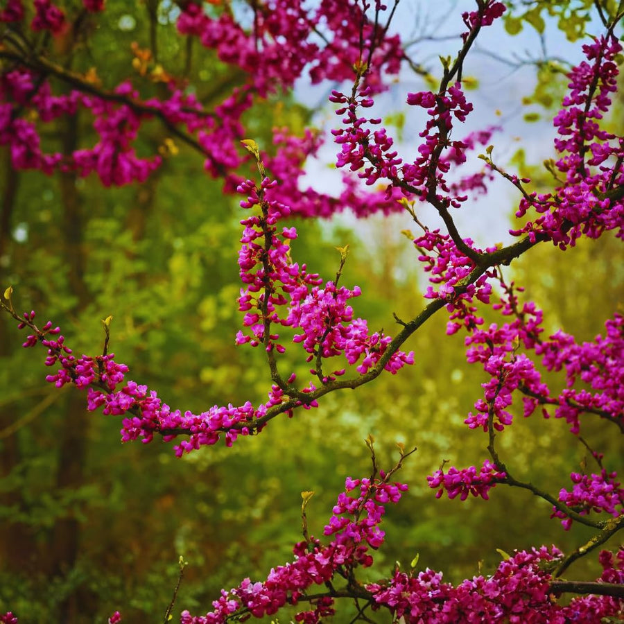 Eastern Redbud Tree Live Plant, Cold Hardy Redbud Tree Live Plant, Red Bud Plant in Quart Pot, Easy to Plant