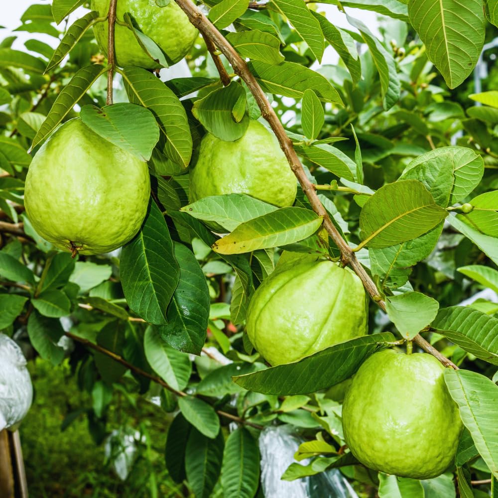 Pink Red Guava Tree Live Plant, 6 to 9 Inc, Guava Plant, Edible Home Garden Fruit Starter Plant