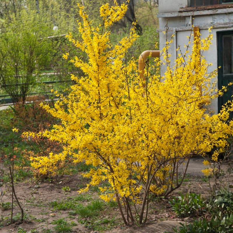 Forsythia Live Plant, Lynwood Gold Forsythia Plants in 4" Pot, 6-12 Inch Tall Live Plants for Outdoor Growing