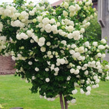 2 Snowball Bush Live Plant in Pot, Snowball Viburnum Tree 4-6 Inches Tall, Flowering Viburnum Shrub for Outdoor Gardens and Walkways