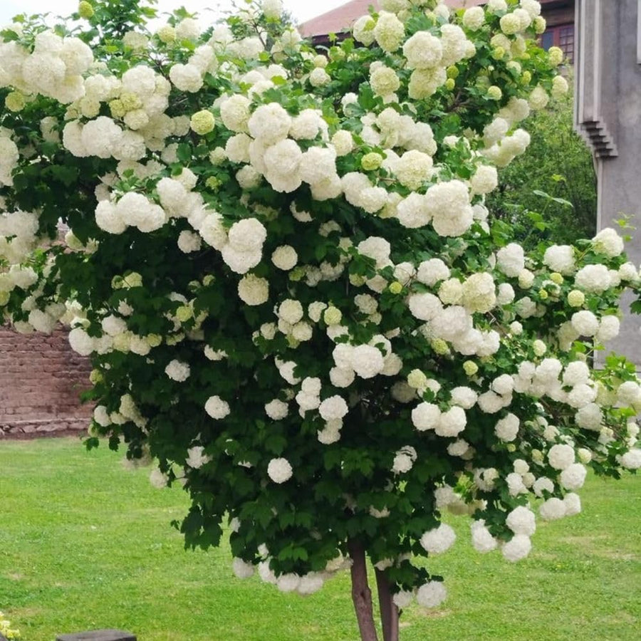 2 Snowball Bush Live Plant in Pot, Snowball Viburnum Tree 4-6 Inches Tall, Flowering Viburnum Shrub for Outdoor Gardens and Walkways