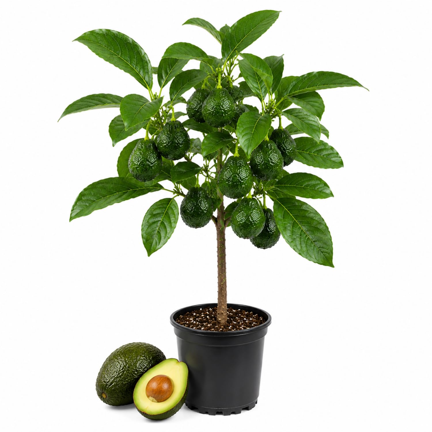 HASS Avocado Tree Live Plant, Avocado Fruit Tree for Garden or Container Growing, Well Rooted 6-10 Inches, Zones 9–11