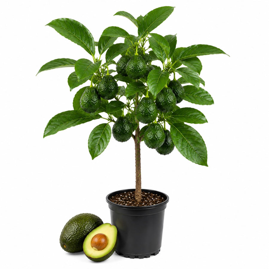 HASS Avocado Tree Live Plant, Avocado Fruit Tree for Garden or Container Growing, Well Rooted 6-10 Inches, Zones 9–11